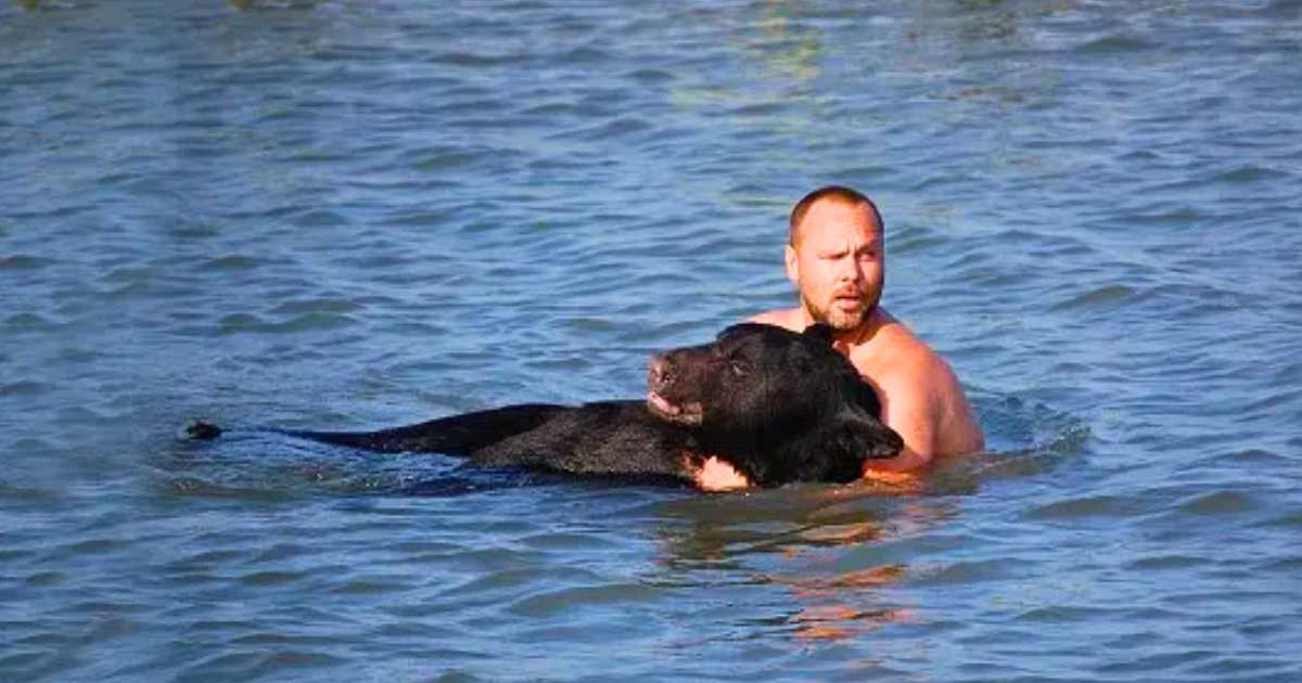 You are currently viewing Heroic Rescue: Man Risks His Life to Save a Drowning Bear in Florida