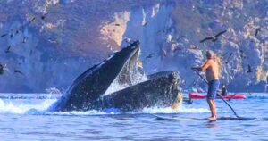 Read more about the article Wildlife Close Call: Humpback Whale Nearly Swallows Two Kayakers Off California Coast