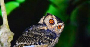 Read more about the article Rare Orange-Eyes Owl Spotted for the First Time in 125 Years: A Wildlife Wonder in Malaysia