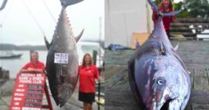 Read more about the article Wildlife Record: New Zealand Woman’s Epic 4-Hour Battle With a 411kg Monster Tuna