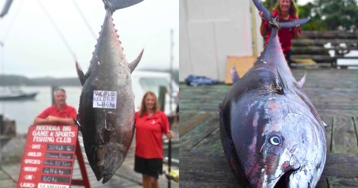 You are currently viewing Wildlife Record: New Zealand Woman’s Epic 4-Hour Battle With a 411kg Monster Tuna