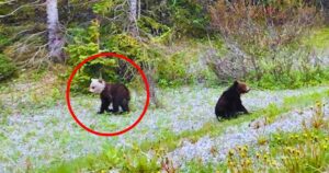 Read more about the article Rare Wildlife Sightings: Alberta Family Spots Grizzly Cub with a Snow-White Head