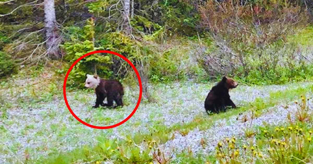 You are currently viewing Rare Wildlife Sightings: Alberta Family Spots Grizzly Cub with a Snow-White Head