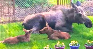 Read more about the article Animal Life Stories: Mother Moose and Her Twin Calves Turned a Backyard into a Nursery