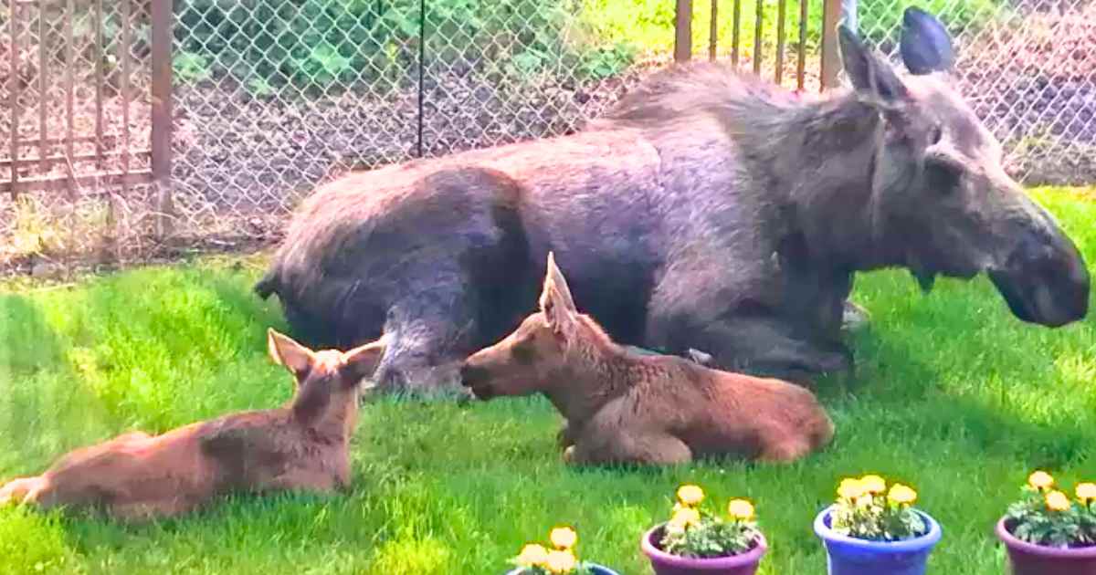 You are currently viewing Animal Life Stories: Mother Moose and Her Twin Calves Turned a Backyard into a Nursery