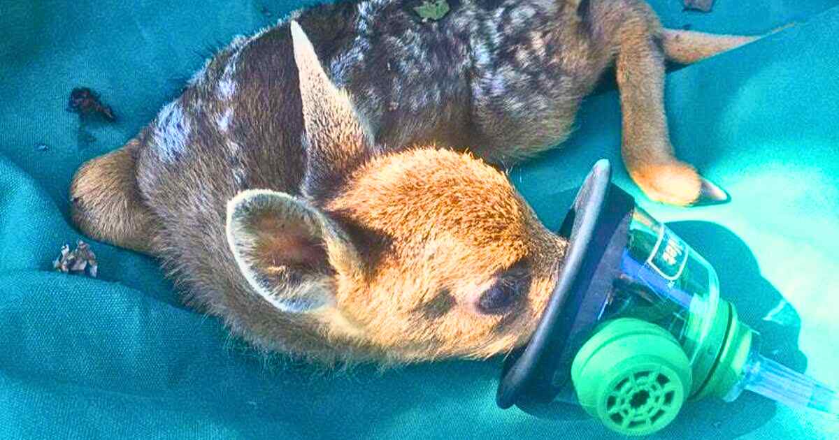 You are currently viewing Rescue Story: Firefighters Save Baby Deer Using Tiny Oxygen Mask After Massive Wildfire