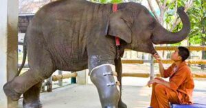 Read more about the article Wildlife Triumph: Three-Legged Elephant Walks Again With a New Prosthetic