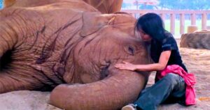Read more about the article Baby Elephant Melts Hearts, Asks Caretaker for a Lullaby and a Hug Every Day