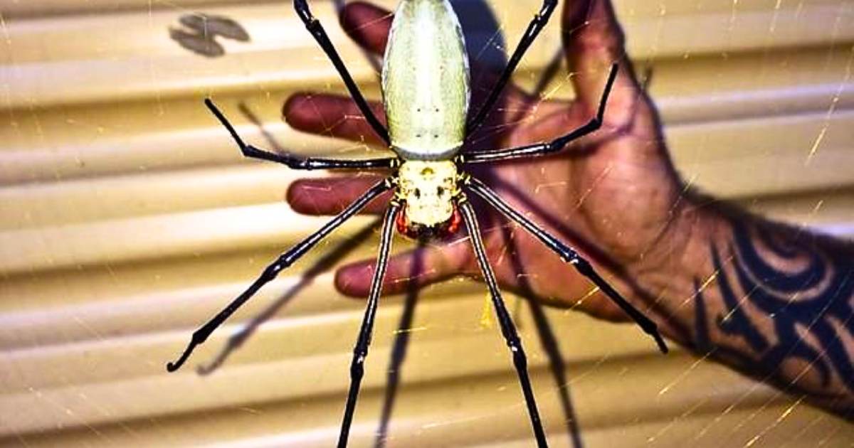 You are currently viewing Golden Orb Spider Shocks Family After Giant 17-Centimeter Monster Found Outside Australian Garage