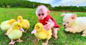 Read more about the article Baby Monkey Adopts Ducklings as His Own Siblings