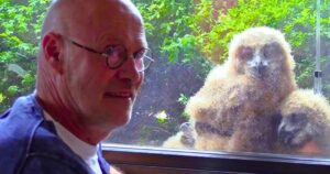 Read more about the article Owl Family Hatches Chicks Outside Man’s Window—and Discovers a Love for TV