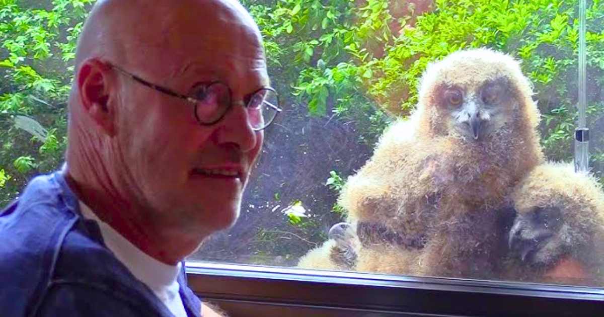You are currently viewing Owl Family Hatches Chicks Outside Man’s Window—and Discovers a Love for TV