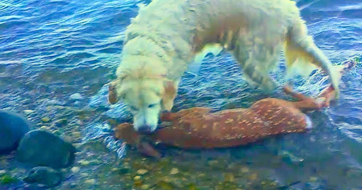 You are currently viewing Hero Dog Leaps Into the Ocean to Save Drowning Baby Deer