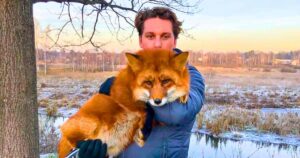 Read more about the article Rescue Story: Man Saves a Wild Fox from Fur Farm and Finds a Lifelong Friend