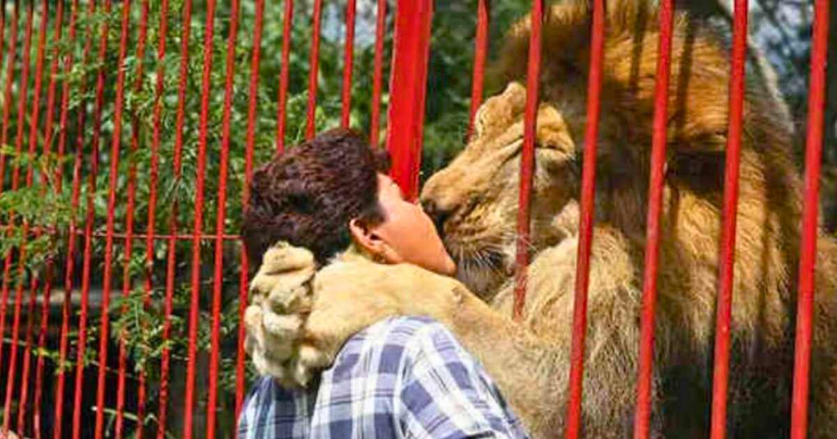You are currently viewing After 20 Years, A Lion Says Goodbye to the Only Human He Ever Trusted