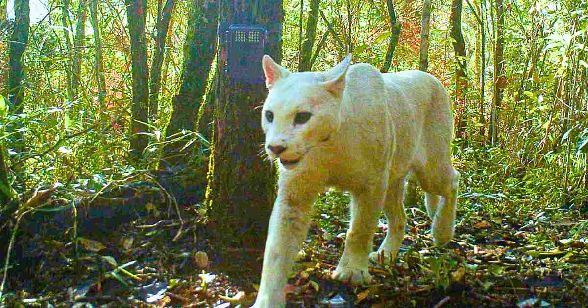 You are currently viewing First-Ever White Cougar Photographed in Brazil—A Genetic Mystery in the Wild