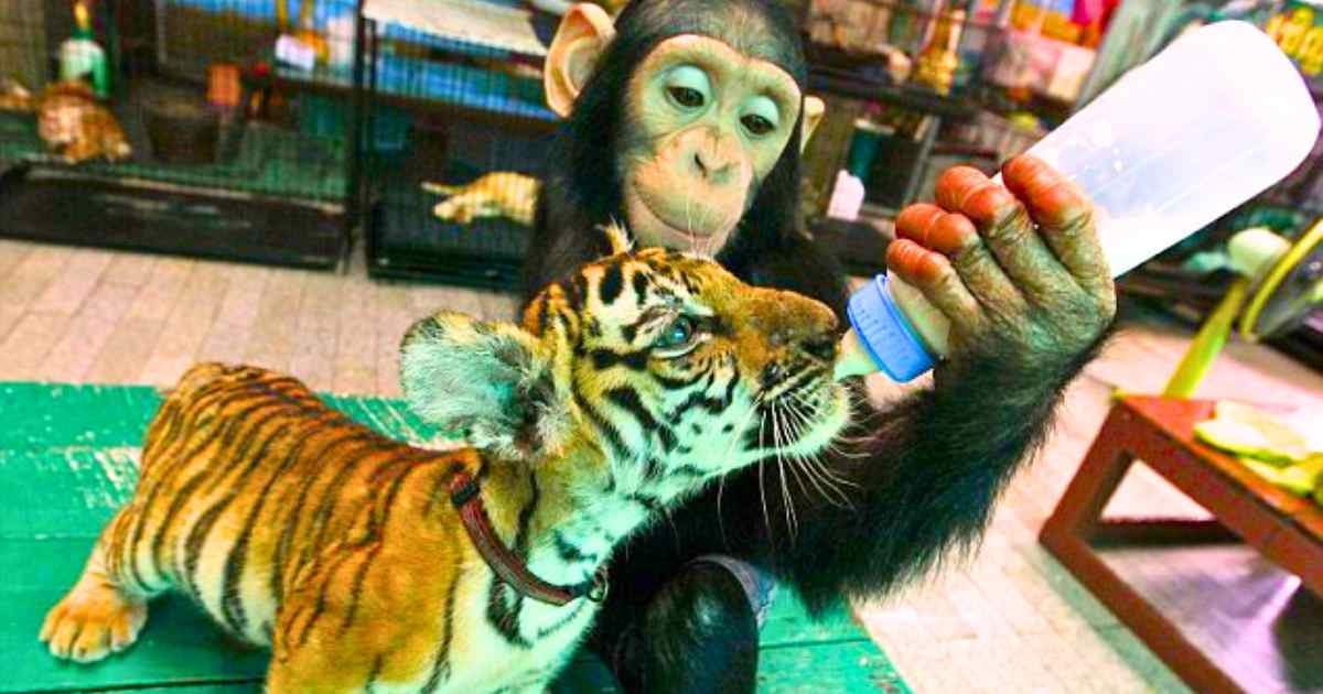 You are currently viewing Chimpanzee Lovingly Bottle-Feeds Baby Tiger in Tender Moment at Thai Zoo