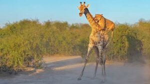Read more about the article Animals in Action: Lion Climbs on Giraffe’s Back to Bring It Down in Botswana