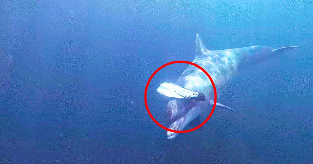 Read more about the article Dolphin Brings Diver a Fin: A Simple Story of Trust Underwater