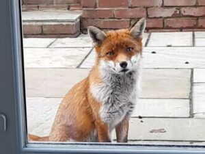 Read more about the article Hungry Fox Rings the Doorbell for Christmas Leftovers—Woman Shares a Holiday Feast