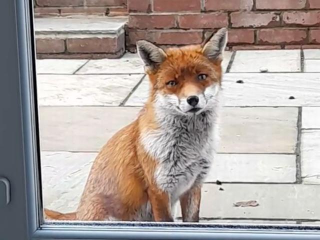 You are currently viewing Hungry Fox Rings the Doorbell for Christmas Leftovers—Woman Shares a Holiday Feast