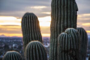 Read more about the article Phoenix, Arizona: The Desert City of Sun and Spirit