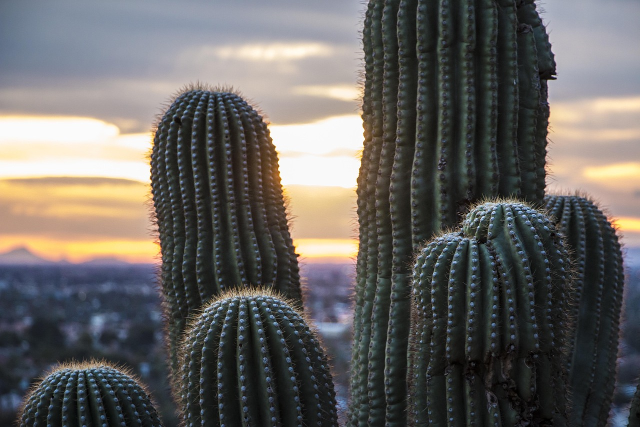 You are currently viewing Phoenix, Arizona: The Desert City of Sun and Spirit
