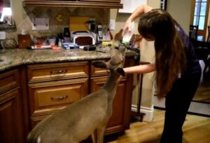 Read more about the article Wildlife Friendship: Baby Deer Visits Woman Daily for a Bottle of Milk