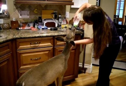 You are currently viewing Wildlife Friendship: Baby Deer Visits Woman Daily for a Bottle of Milk