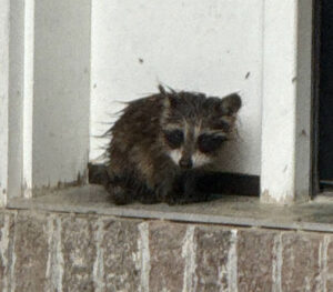 Read more about the article Animals in Action: Soaked Baby Raccoon Finds Hope After Homeowner’s Heroic Rescue