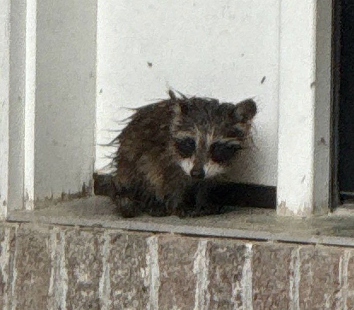 You are currently viewing Animals in Action: Soaked Baby Raccoon Finds Hope After Homeowner’s Heroic Rescue