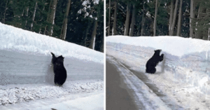 Read more about the article Wildlife Rescue: Driver Follows Desperate Bear to Safety on a Snowy Highway
