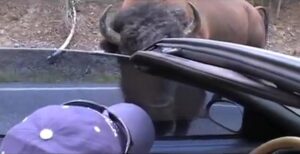 Read more about the article Grumpy Bison Reminds Us Why Respecting Wildlife Matters in Yellowstone National Park