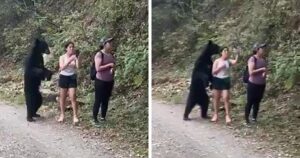 Read more about the article Wildlife Encounter: Woman Stays Calm as Black Bear Approaches — Even Snaps a Selfie