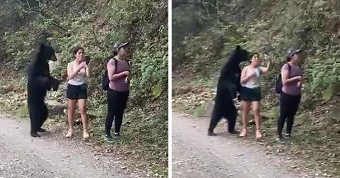 You are currently viewing Wildlife Encounter: Woman Stays Calm as Black Bear Approaches — Even Snaps a Selfie