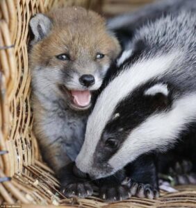 Read more about the article Wildlife Bond: Abandoned Baby Fox Befriends Two Orphaned Badger Cubs