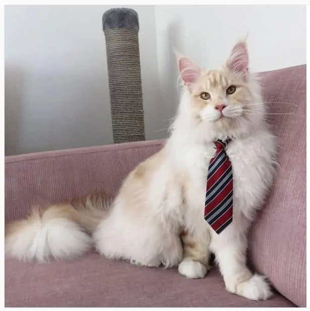 You are currently viewing Giant Maine Coon Cat Becomes an Internet Star — The Most Majestic Animals You’ll Ever See