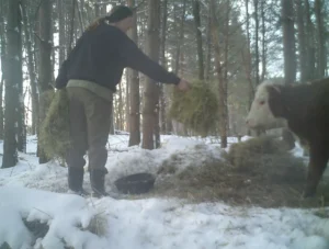 Read more about the article Baby Cow Escapes Slaughterhouse and Finds a New Family Among Wild Deer in Snowy Forest