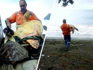 Read more about the article This Man’s Quiet Sea Turtle Rescue Will Restore Your Faith in Humanity