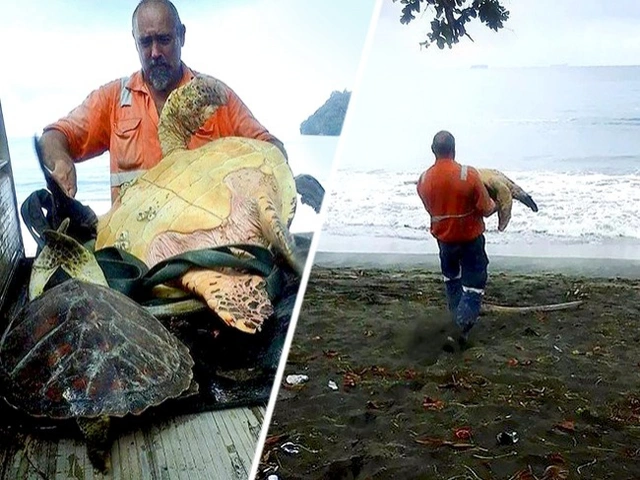 You are currently viewing This Man’s Quiet Sea Turtle Rescue Will Restore Your Faith in Humanity
