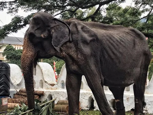 Tikiiri is 70 years old (Save the Elephant Fundation)