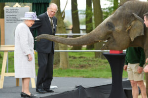 Read more about the article Nang Phaya Elephant: The Little Queen Named in Honor of Queen Elizabeth II