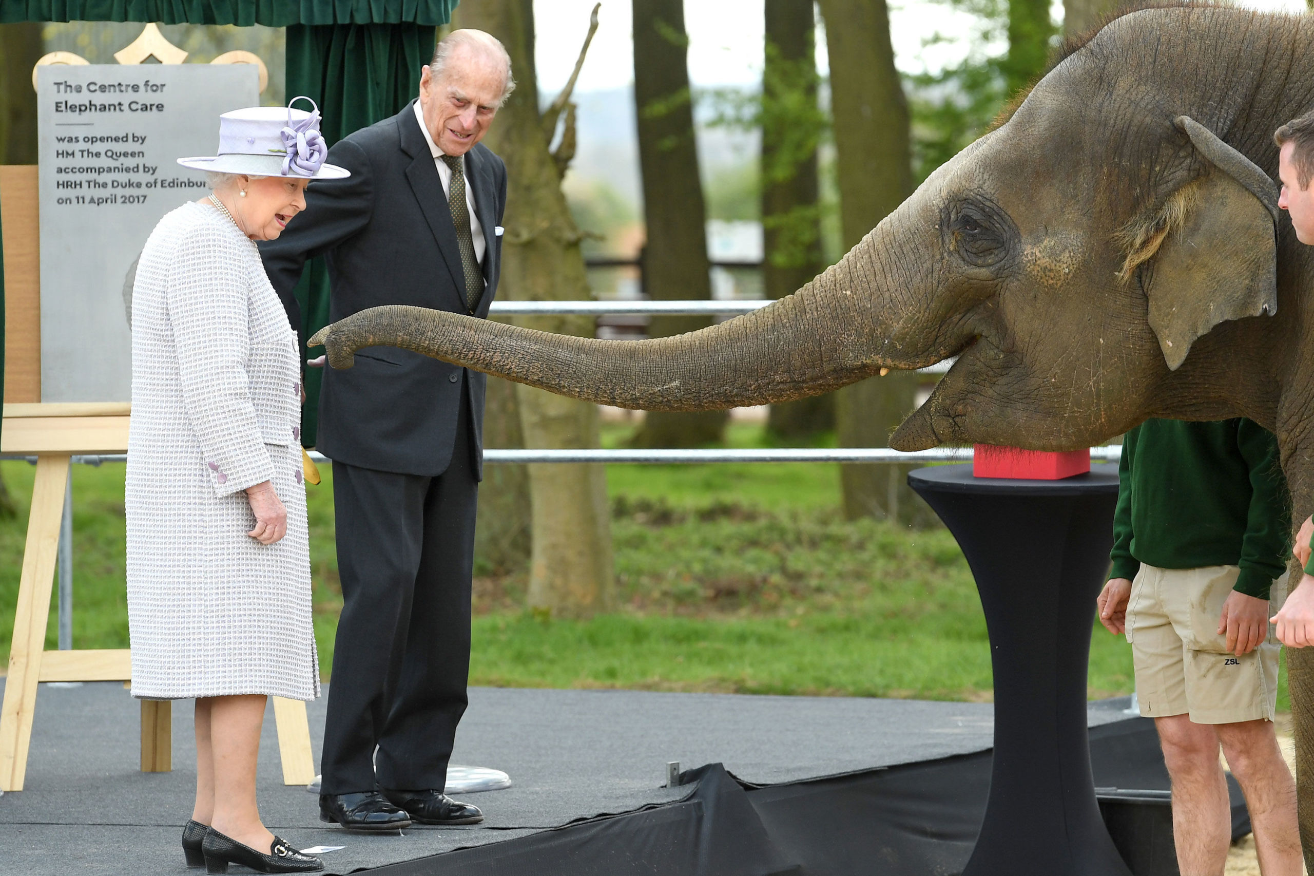 You are currently viewing Nang Phaya Elephant: The Little Queen Named in Honor of Queen Elizabeth II