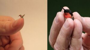 Read more about the article The Bee Hummingbird: The World’s Smallest Bird and Nature’s Flying Gem