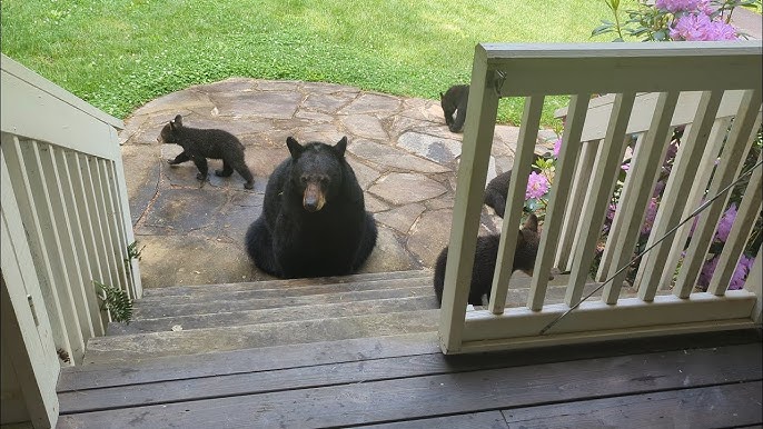 Read more about the article Man Saves Pregnant Bear — Years Later, She Returns With Her Cubs to Say Thank You