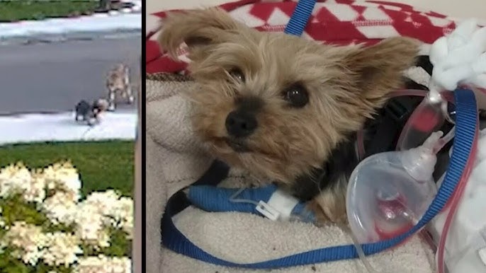 You are currently viewing Dog Rescue: Heroic Yorkie Saves 10-Year-Old Girl From Coyote Attack