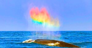 Read more about the article Whale Breath Creates Magical Rainbows Off the U.S. Coast