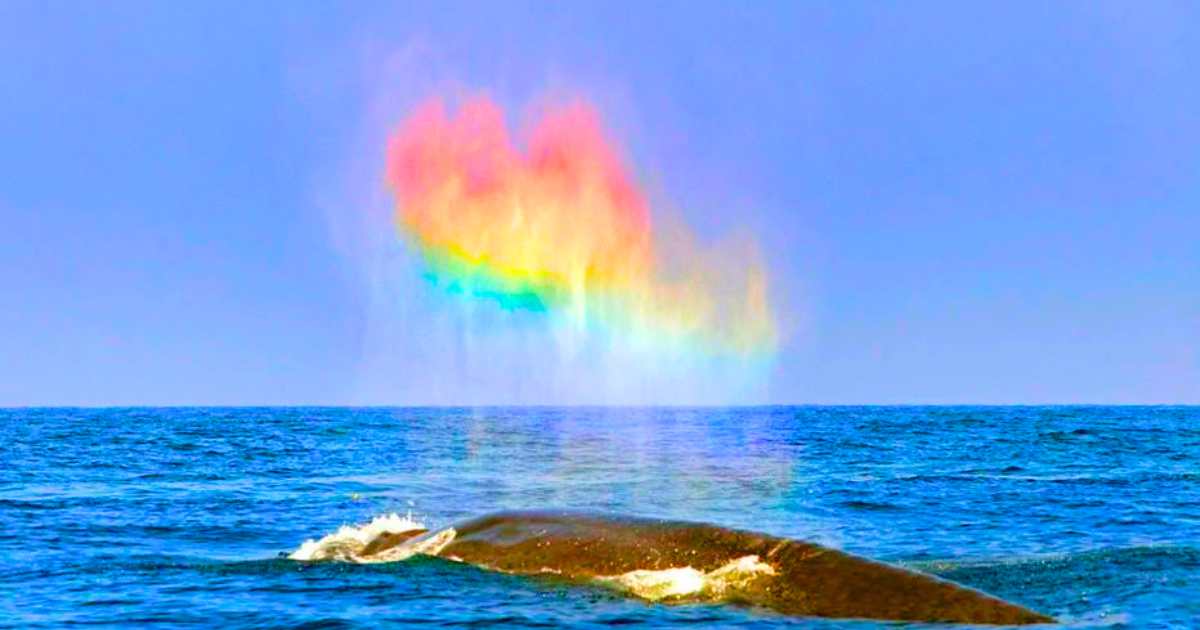 You are currently viewing Whale Breath Creates Magical Rainbows Off the U.S. Coast