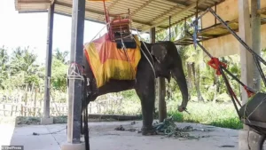 Read more about the article The Forgotten Crisis of Thailand’s Elephants: A Story of Survival