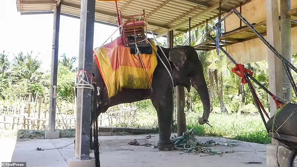 You are currently viewing The Forgotten Crisis of Thailand’s Elephants: A Story of Survival